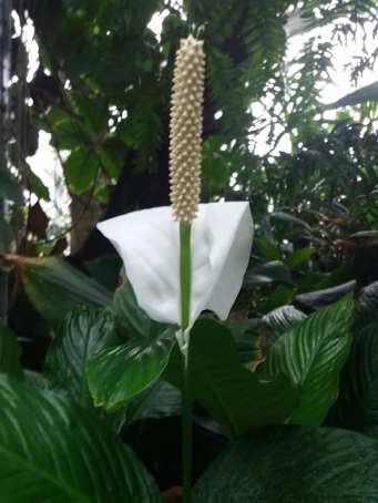 Sunderland winter gardens